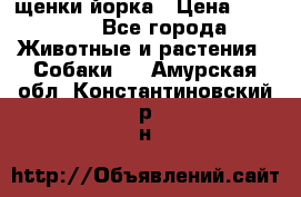 щенки йорка › Цена ­ 15 000 - Все города Животные и растения » Собаки   . Амурская обл.,Константиновский р-н